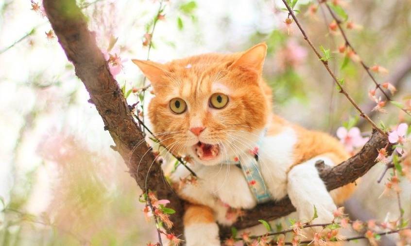 北京胡同里的猫 眼神中藏着宇宙 最与花木和谐 大王 奶牛 丁香花 北京胡同里的猫 眼神中藏着宇宙 最与花木和谐 大王 奶牛 丁香花