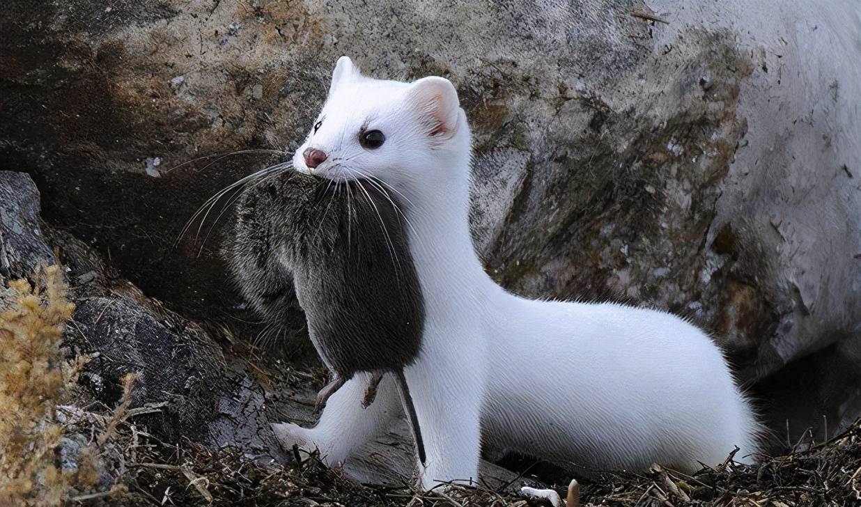 原创东北森林里的怪兽一年吃掉4000只老鼠怎么会长得这么萌