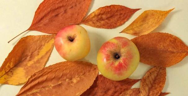 饮食|苹果是天然的“降糖果”？内科医生：预防血糖升高，2种水果别贪