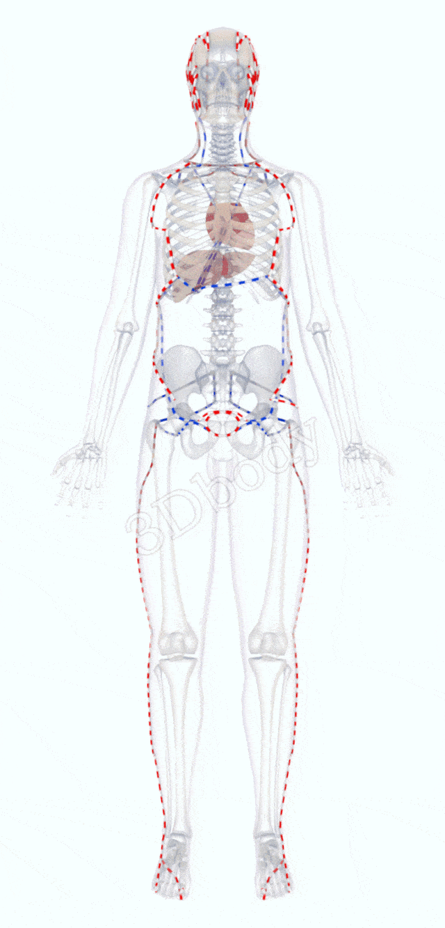 老中医珍藏多年的经络循行图限时免费分享给大家
