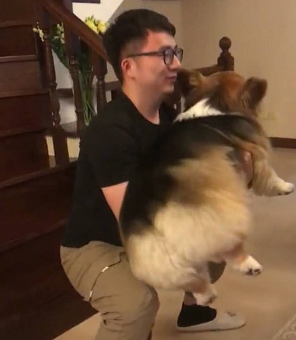 时间肥胖柯基整天睡觉，主人抱着狗做深蹲，狗：我为这个家付出太多…