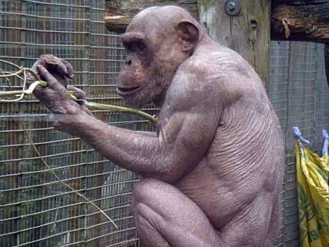 颜色|人类真的起源非洲吗？从人类皮肤颜色上来看，好像不是很科学呀