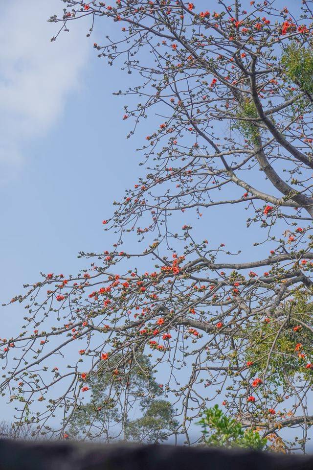 越秀山 红 了 广州迎来木棉花盛放的季节 惊现半里飞红惊火树 红棉 烽火 城市