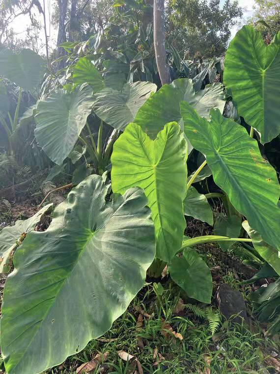 如今芋頭已經成為上述這些地方以及夏威夷,加勒比海與其他亞熱帶及