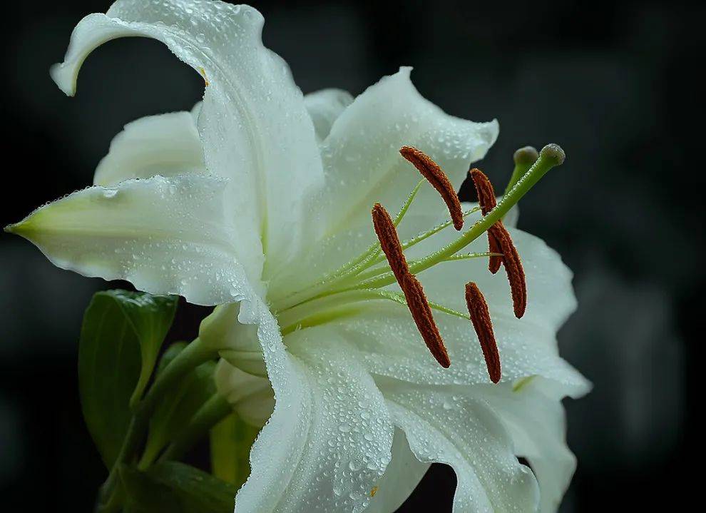 声动齐鲁 | 百合花开——致敬每个奋斗中的你_开花_野草_断崖