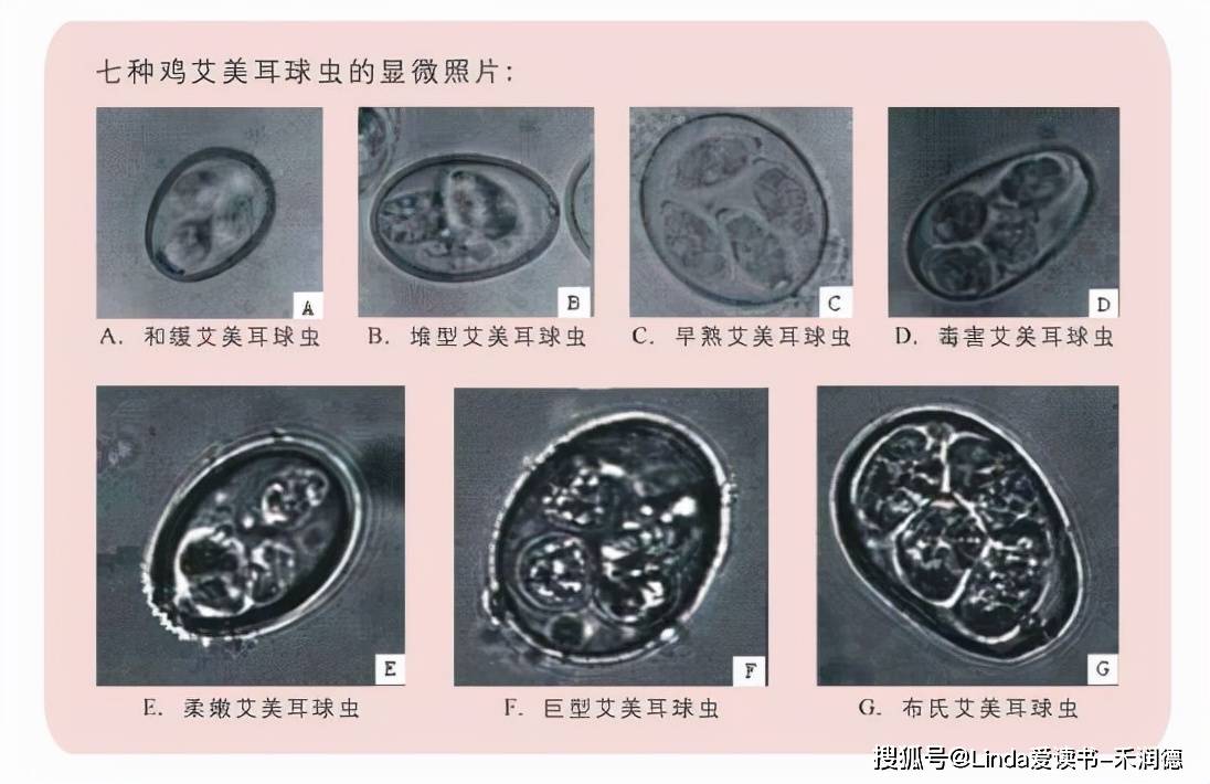 鸡的寄生虫病种类繁多,近年来以住白细胞原虫,球虫,蛔虫和绦虫最为