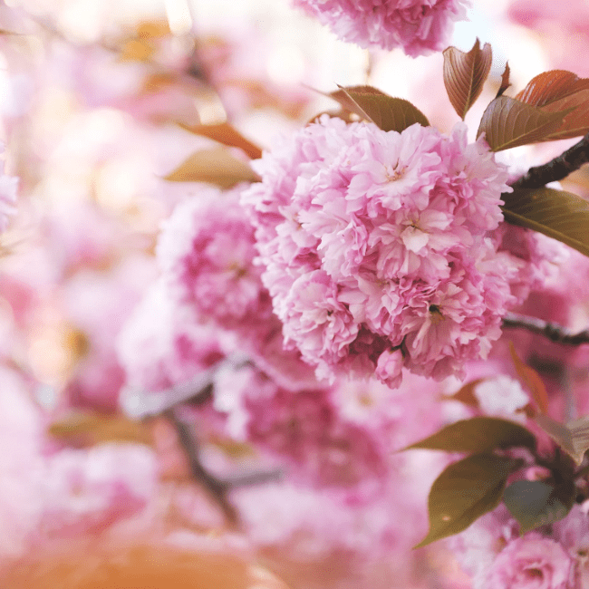 女神万和颐养苑女神节丨愿你芳华自在，愿你笑靥如花