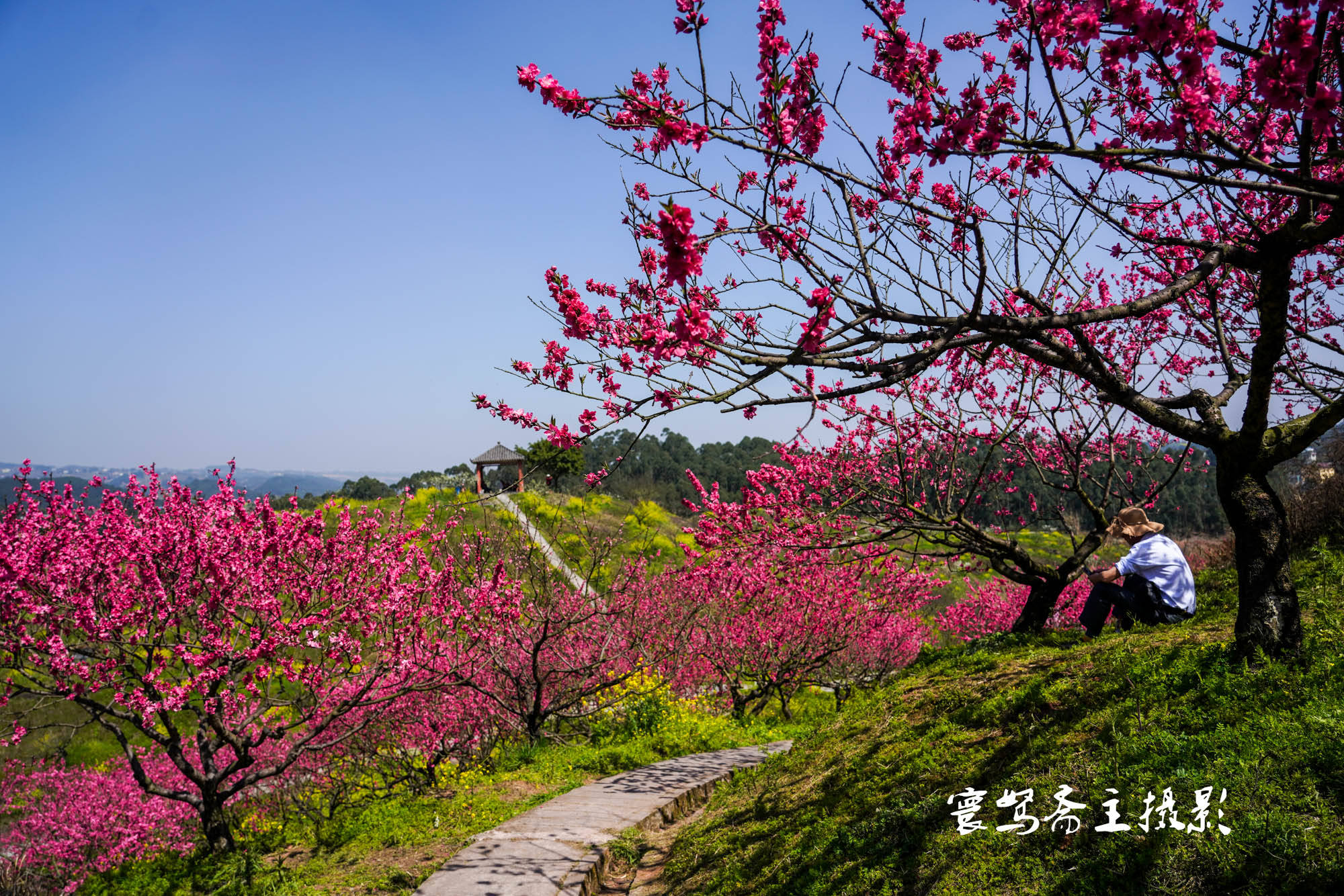 桃花|推荐个重庆近郊春游踏青的好去处，永川这三面环水的圣水湖桃花岛