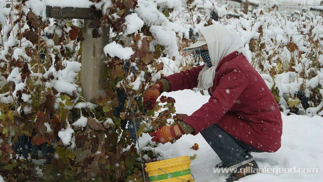 酿酒|群星汇集，谁最闪耀| 甘肃祁连葡萄酒业有限责任公司亮相2022 IGC大奖赛