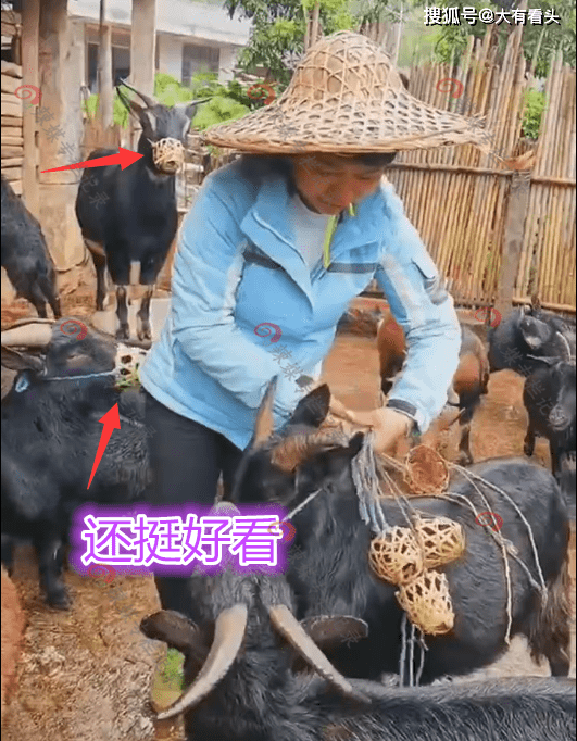 养羊人给山羊戴口罩,时尚安全无污染,网友:爱狗人士学着点_文明_大妈