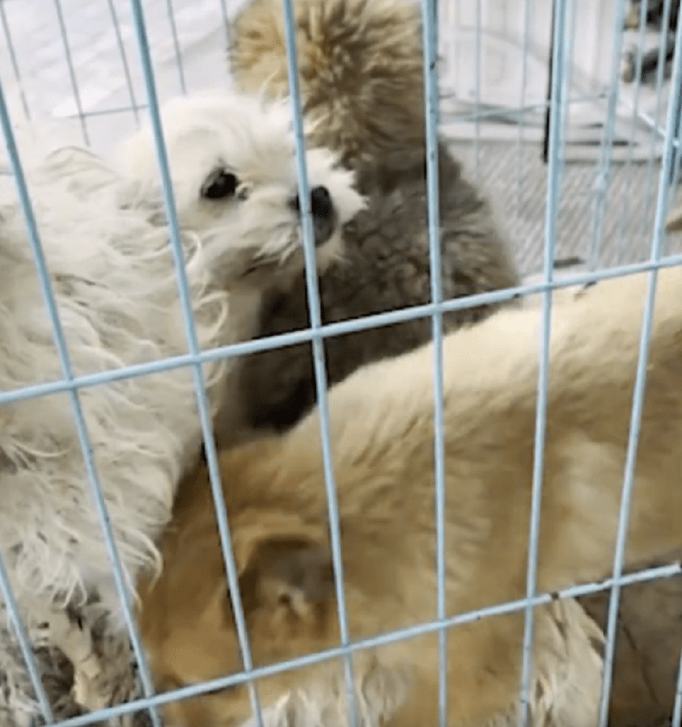 狗贩带一车小奶狗到宠物医院卖,不买就要杀,狗贩:只要是肉就行_狗狗