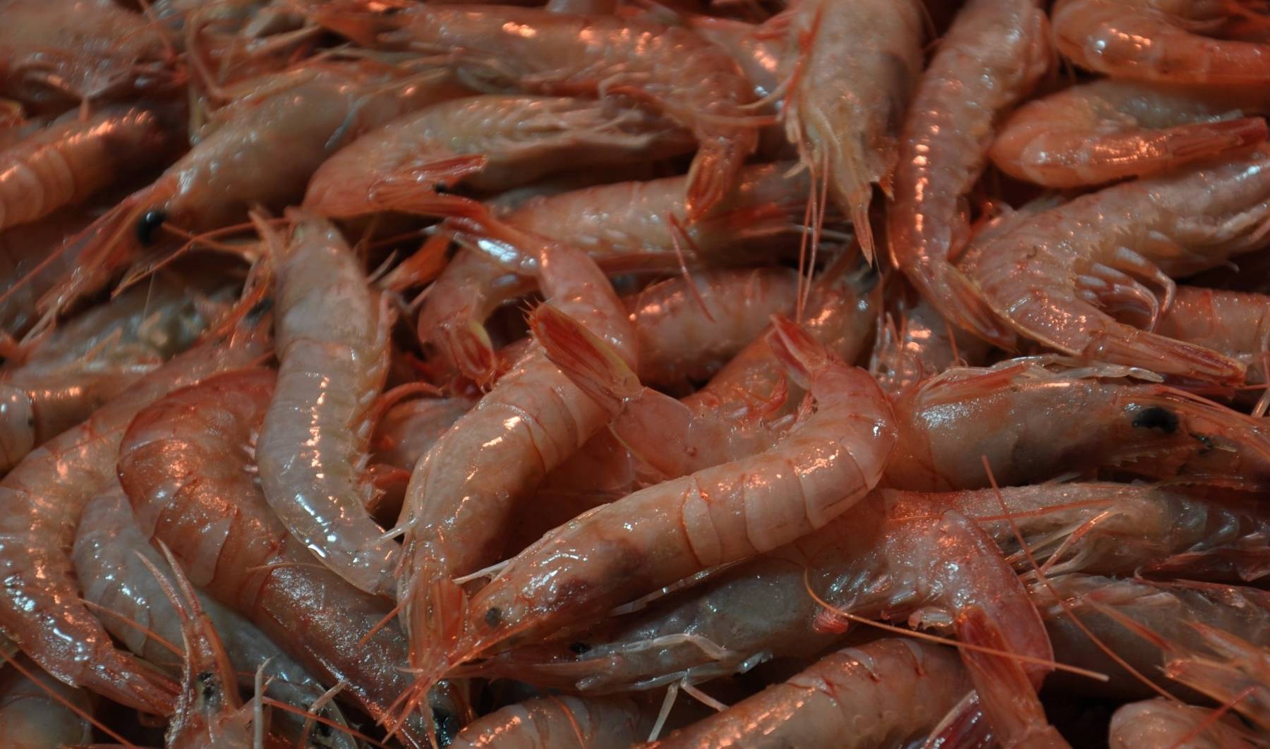清明假期来青岛旅游海捕虾大量上市20多一斤清蒸水煮做法简单