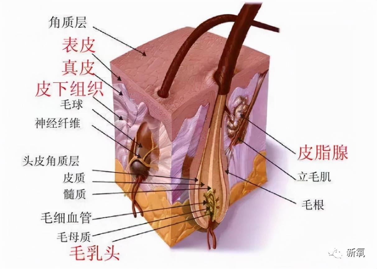 从下向上又可以分为毛乳头,毛囊,毛根和毛干四个部分95人的头发结构