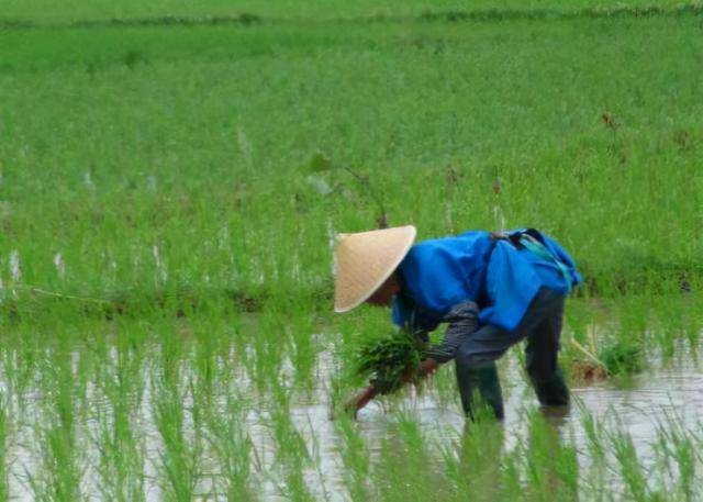 『 勸農備要 田畯年中行事 』全 佐藤信淵 著 島邨泰 補註 有鄰堂 明治10年 勸農備要 田畯年中行事 』全 佐藤信淵 著 島邨泰 補註 有鄰堂 明治10年