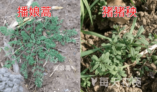 2020小麦除草剂配方_小麦除草剂使用注意事项_小麦除草剂