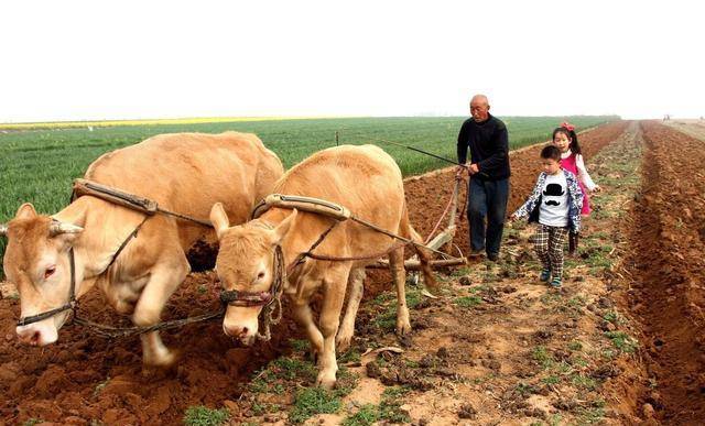 原创楔子铁犁牛耕技术隐含了西汉灭亡的密码