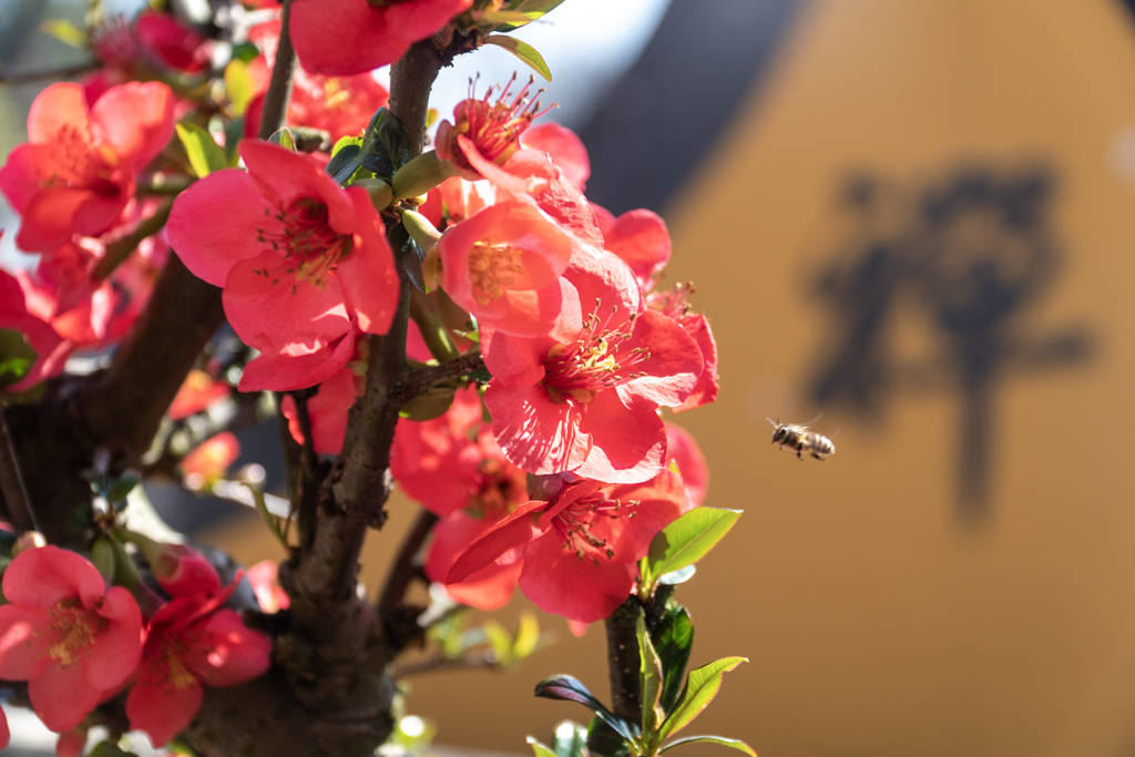 传承|灵隐寺的这幅对联有1700年历史，蕴含佛教哲理，一般人都不知道