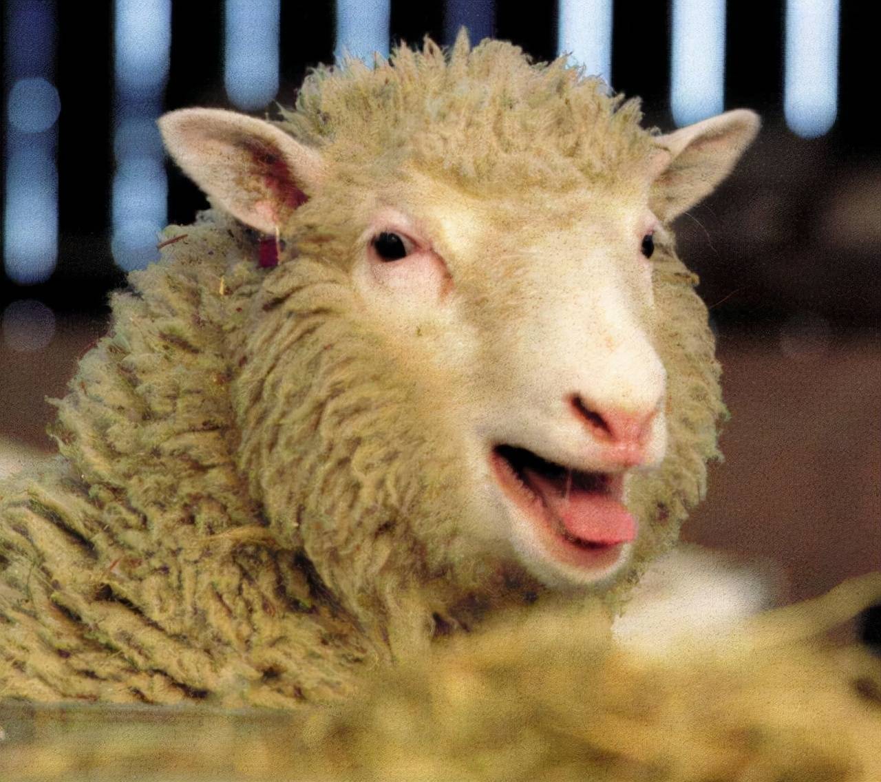 世界第一个克隆动物多莉羊，最后因何死亡，寿命为何那么短？_生物_多利_细胞