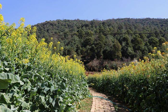 昆明|带您走进昆明安宁甸中村彩色油菜花田