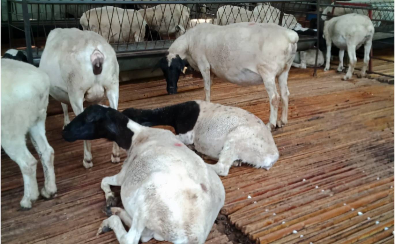 原创母羊产后呼吸急促什么原因已产母羊一直喘咋回事看完就明白了