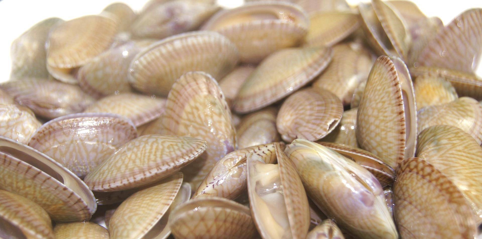 原创清洗花蛤时放油盐是大错海边人教你一招1分钟花蛤疯狂吐沙