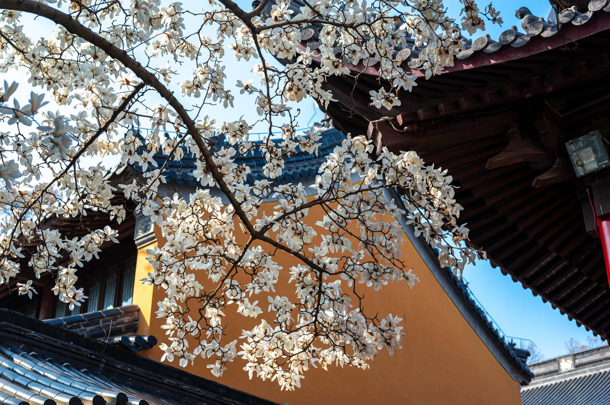 紫金|紫金山中的千年古刹灵谷禅寺，玉兰花开春满园，美得让人惊艳