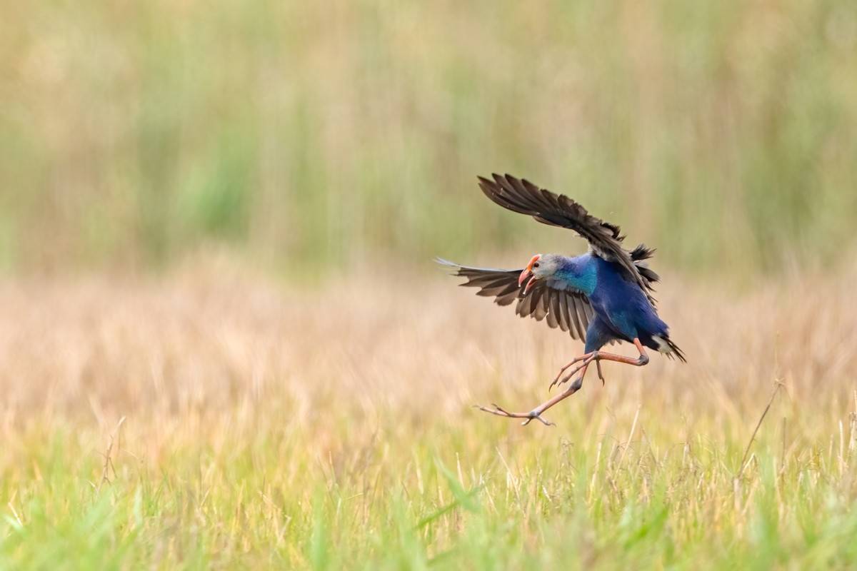 以热爱为名发现自然之美 那些野性瞬间背后的故事