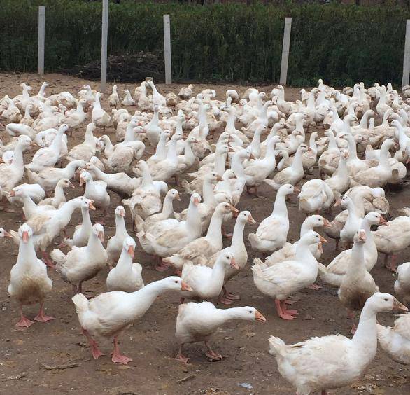 人体|它是“人体软黄金”，脂肪比猪肉低，比猪肉便宜，20块做一大锅！