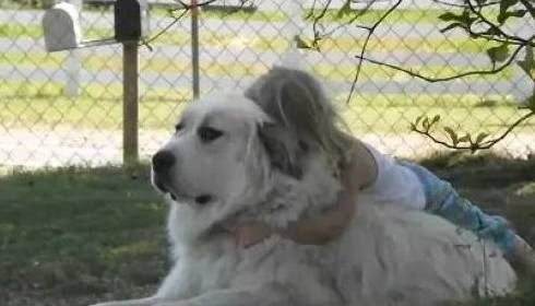 小主人把大白熊犬当马骑 小模样好威风 网友 实名羡慕 狗狗 女儿 朋友家