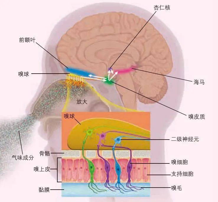 嗅神经位置图图片