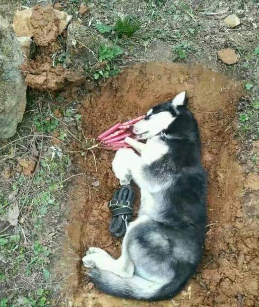 包装纸哈士奇陪着儿子一起长大，因为关系太好却害死了它