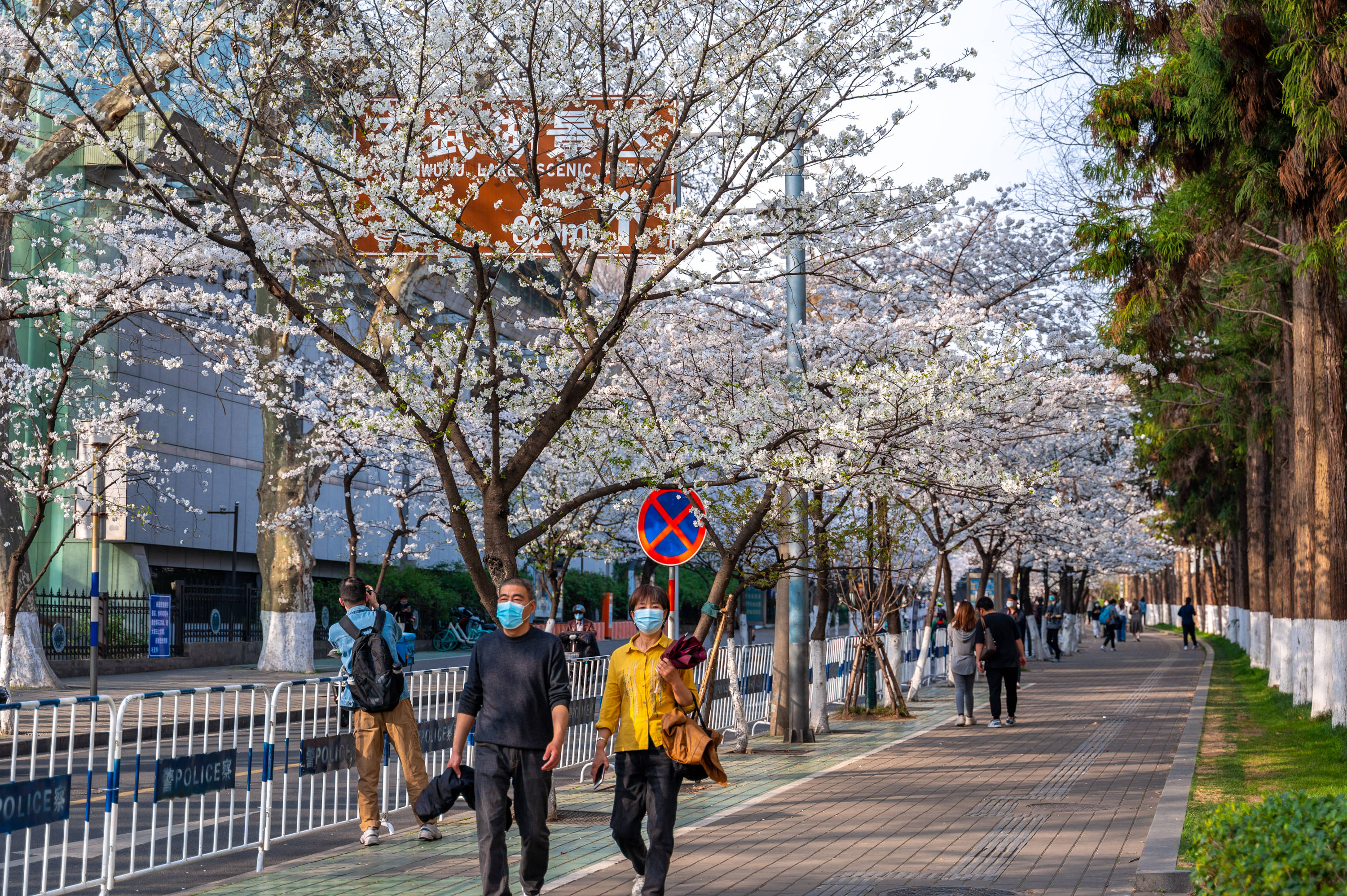 游客|南京最美樱花大道，鸡鸣寺樱花已进入盛放期，但不建议去赏樱