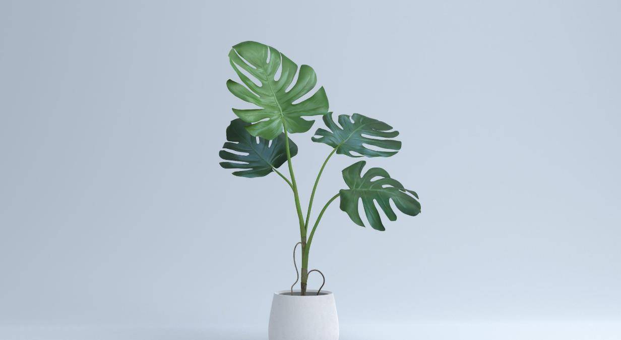 家居装修就选几种北欧风植物 华丽不普通 环境变更好 粉紫色