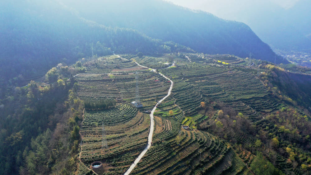 在北川陈家坝镇金鼓村茅坪茶叶基地,茶农们三三两两分散在茶园里,双手