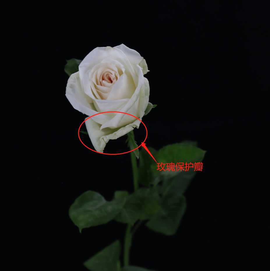 7c990218dce24b47ab226f4df466a0fc.png