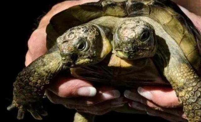 近日,日本佐贺市一处居民区出现一只长着两个头的草龟,刚发现的时候这