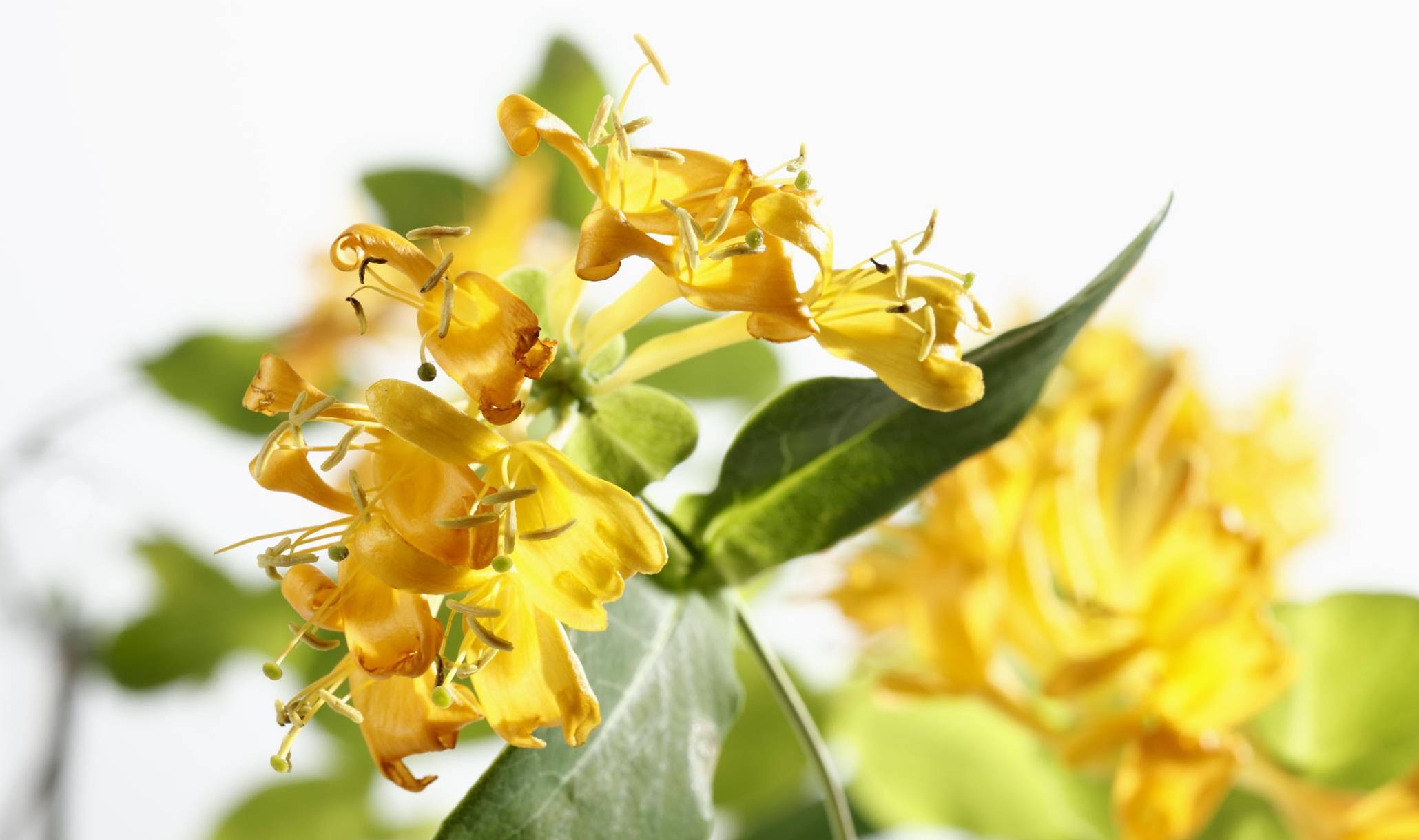 类人|蒲公英被誉为“药草皇后”,学会5搭配,养肝排毒,但4类人不能喝