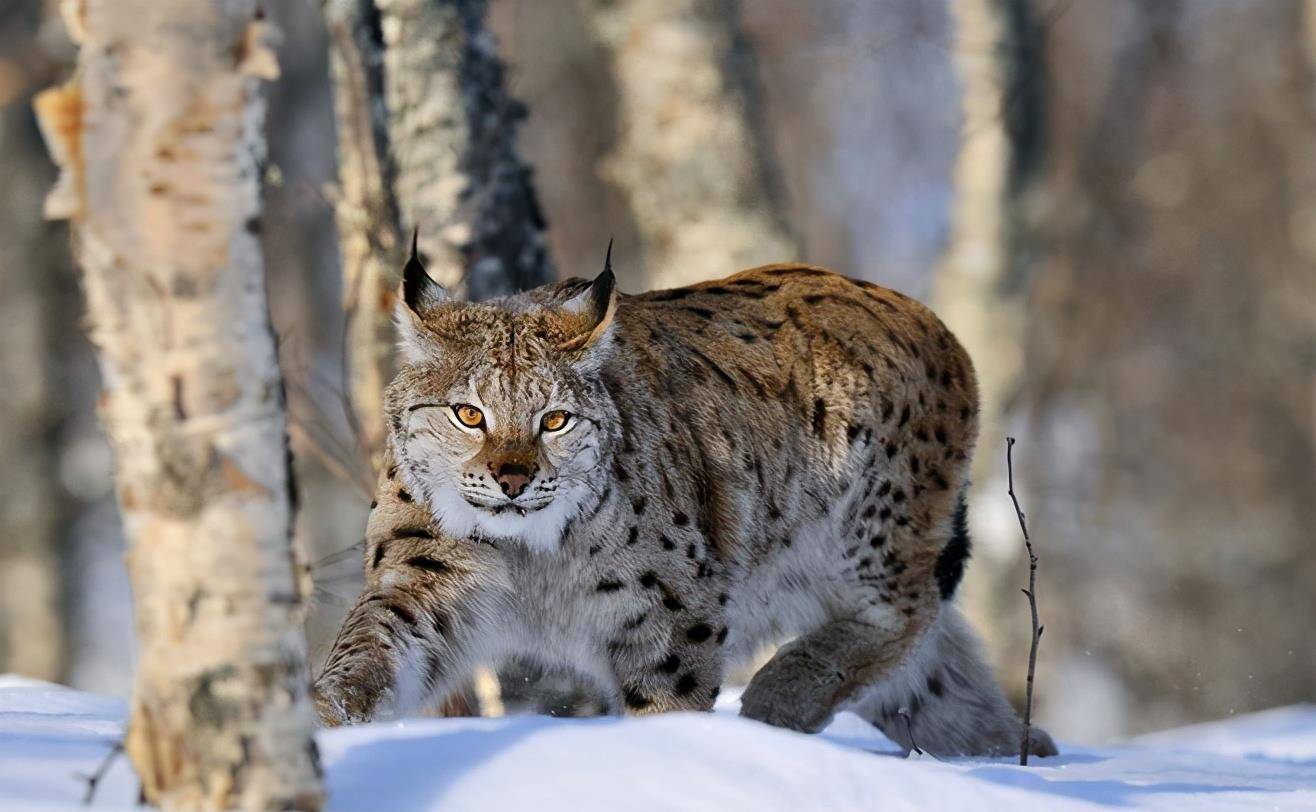 狼见了都要叫大哥的猞猁在森林里到底有多恐怖