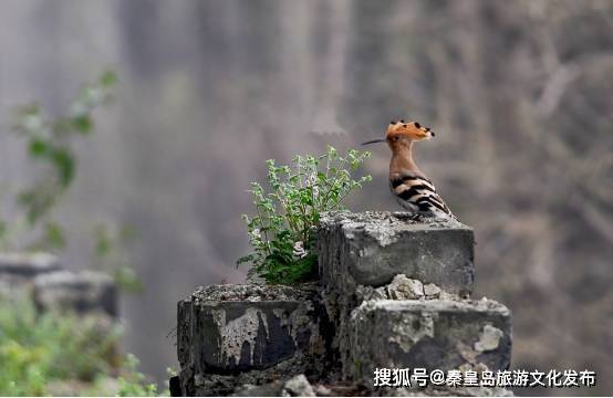 栖息地|春来迎鸟飞，秦皇岛这十五大绝佳观鸟地点快收藏！