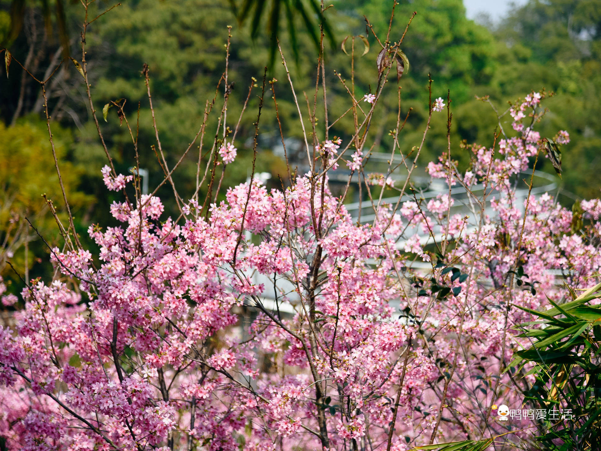 粉色的大山樱花特写 - 免费可商用图片 - CC0素材网