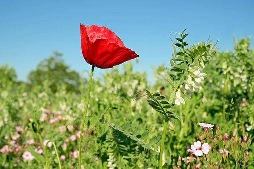 原創3月16號紅塵滾滾我心無悔破鏡重圓三大生肖為愛痴狂