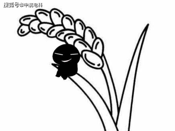 农间狗皮膏药,经历了一个循环体系还甩不掉?是你!农残! 农间狗皮膏药,经历了一个循环体系还甩不掉?是你!农残!