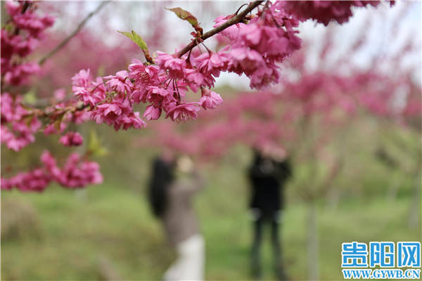 媒体|【图集】贵阳白云380余亩樱花已陆续绽开