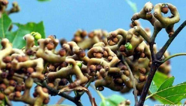 杨梅一|这个水果有1000万年历史，被称为最古老水果，更被叫做“万寿果”