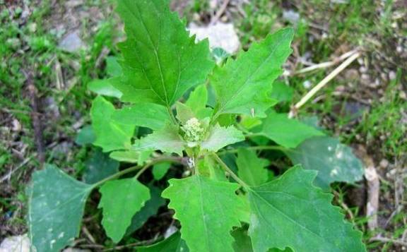 只不過有些野菜需要講究吃的方法,這