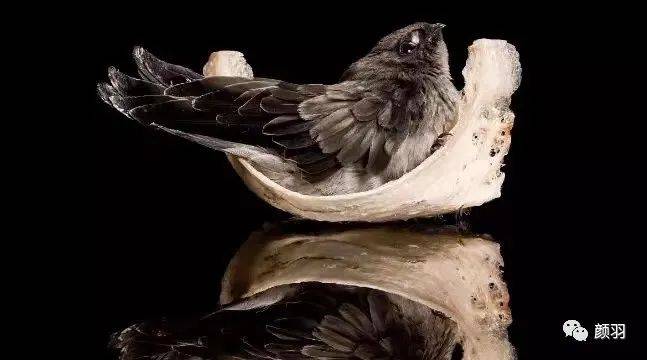 金丝燕一年筑巢约3次左右,每次下2枚蛋,筑一次巢约花35-45天,孵化时间