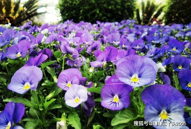 广州这免费公园，种植了一种花，地位曾等同于市花，许多游客不知