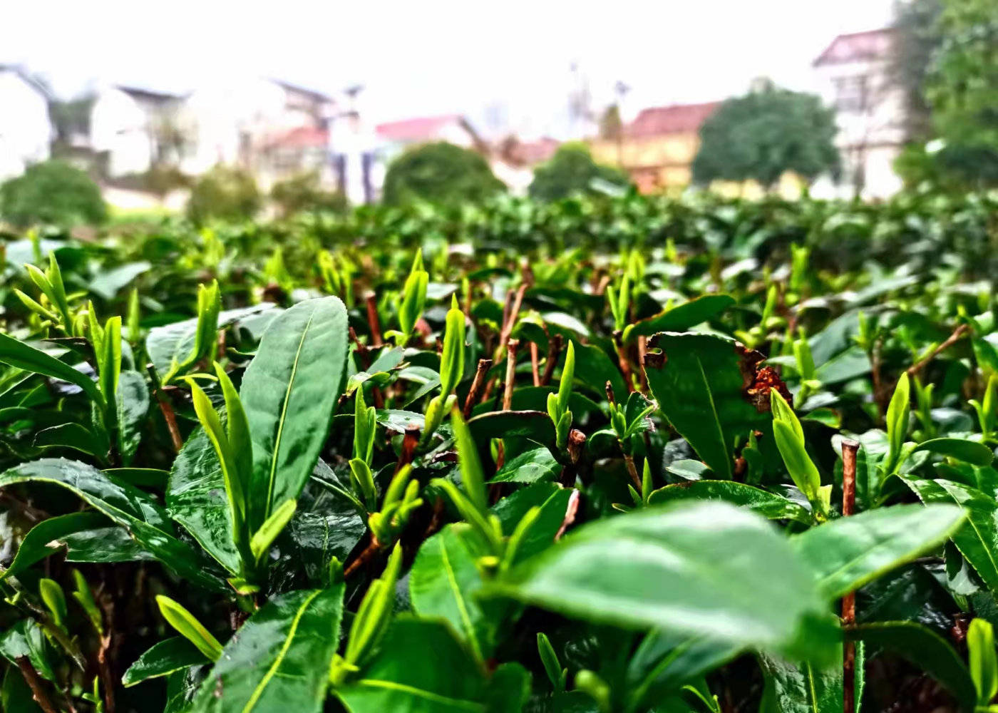 陕西汉中:2022汉中仙毫新茶开采 拉开陕西春茶上市序幕_西乡县_茶园