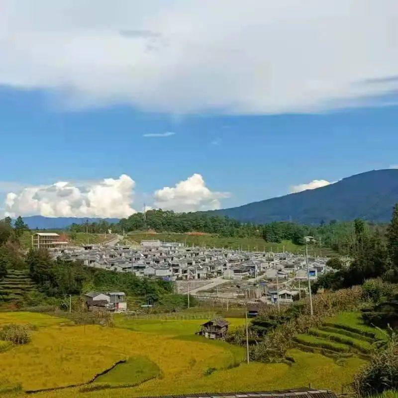 绿化|【蒲川十二景】之茅草地顺和新村