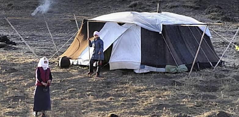 在西藏一名游客误入白帐篷，差点被“逼婚”，为他们放三年牦牛